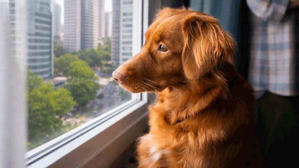 cachorro-janela-pinheiros