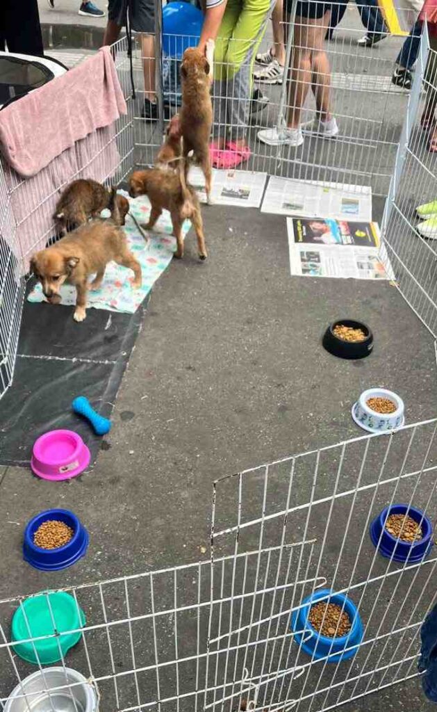 caes para adocao em pinheiro2