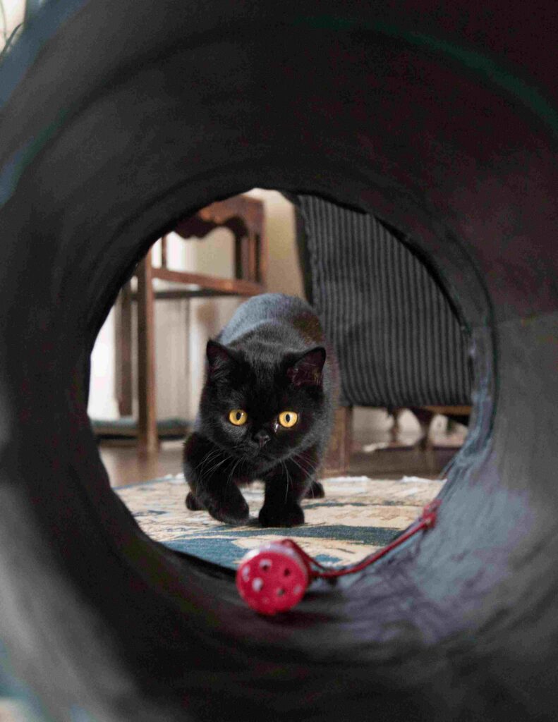 Gato em apartamento em Pinheiros