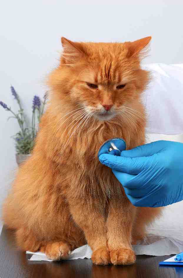 examinando gato examinando gato
