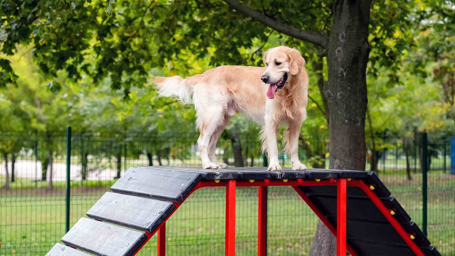 Cão correndo durante uma brincadeira ao ar livre em um parque arborizado.