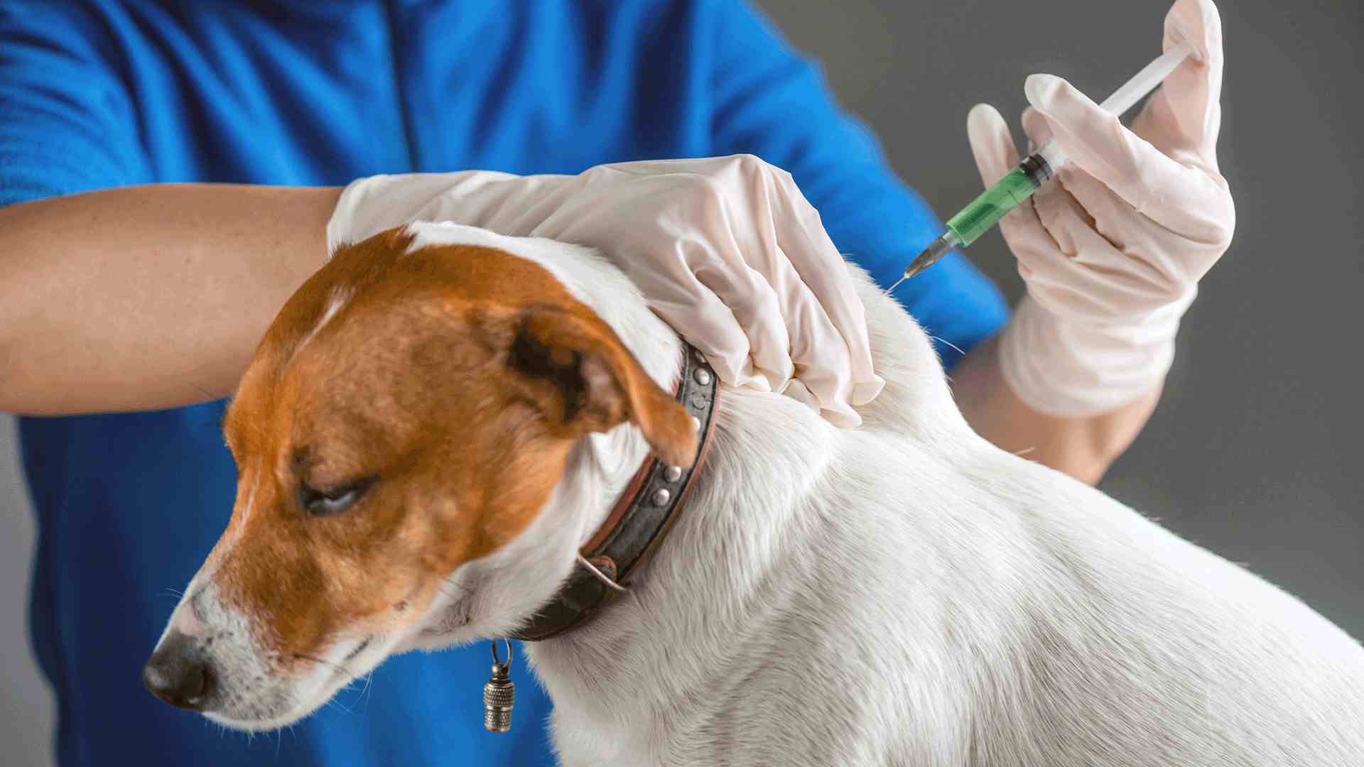 Médica-veterinária examina um cão durante consulta preventiva com a presença da tutora.