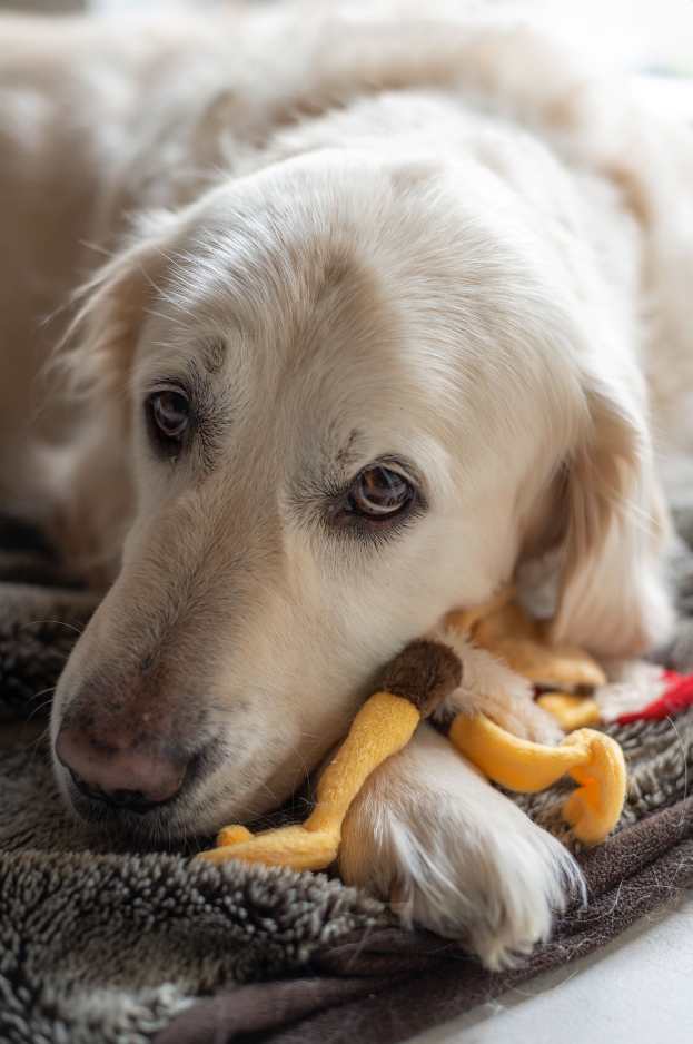 Cachorro sozinho em casa brincando com brinquedo