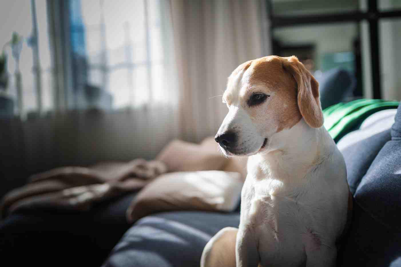 Cachorro sozinho dentro de casa ou apartamento