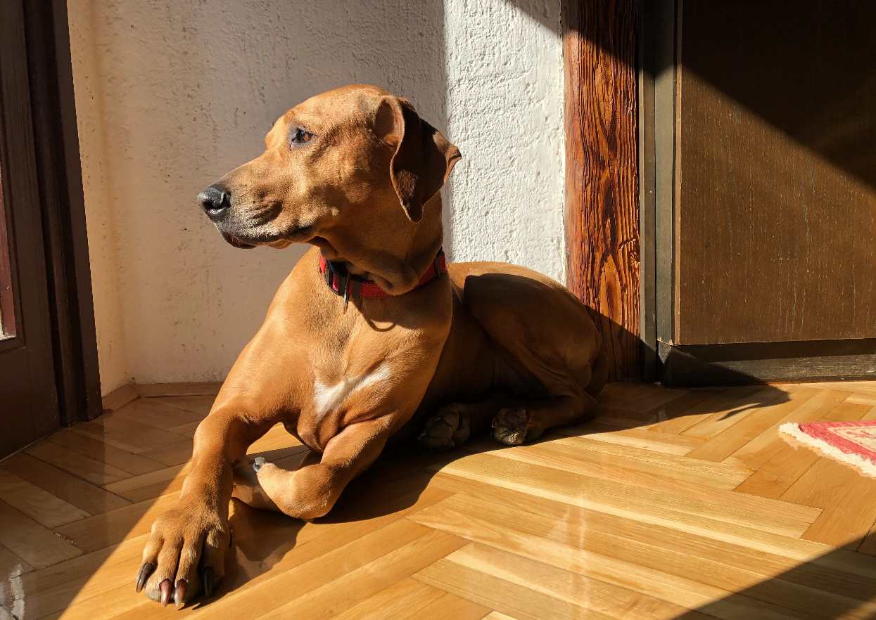 Cachorro sozinho em ambiente doméstico aguardando o tutor