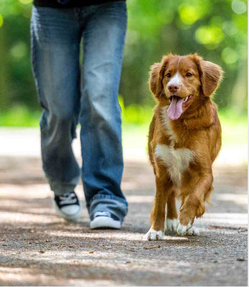 Cão adulto