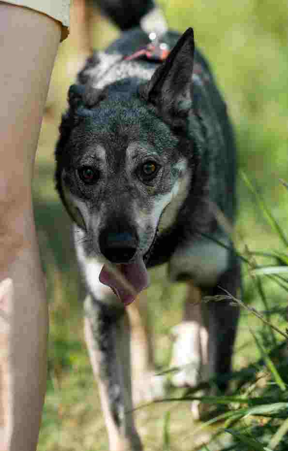 Cão idoso