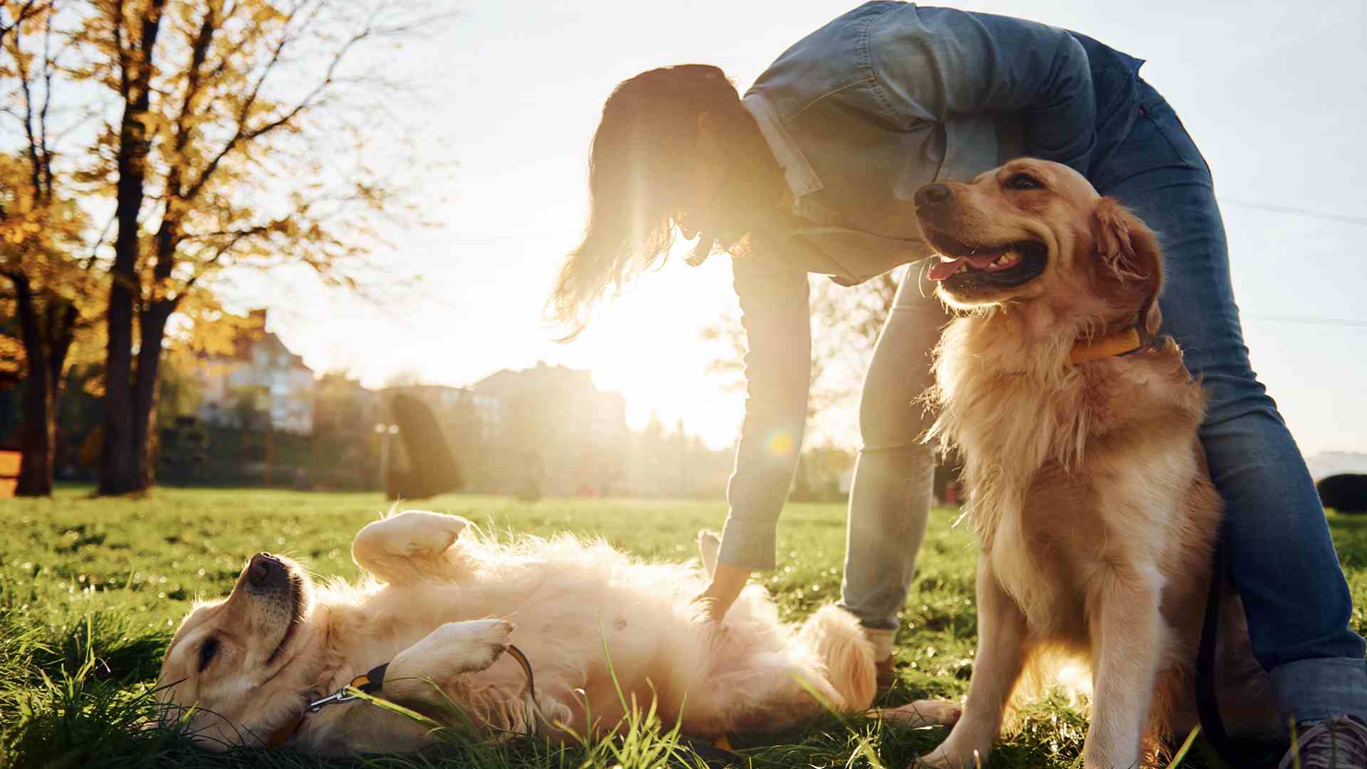 Tutor sentado ao lado de seu cachorro em um parque durante o pôr do sol.