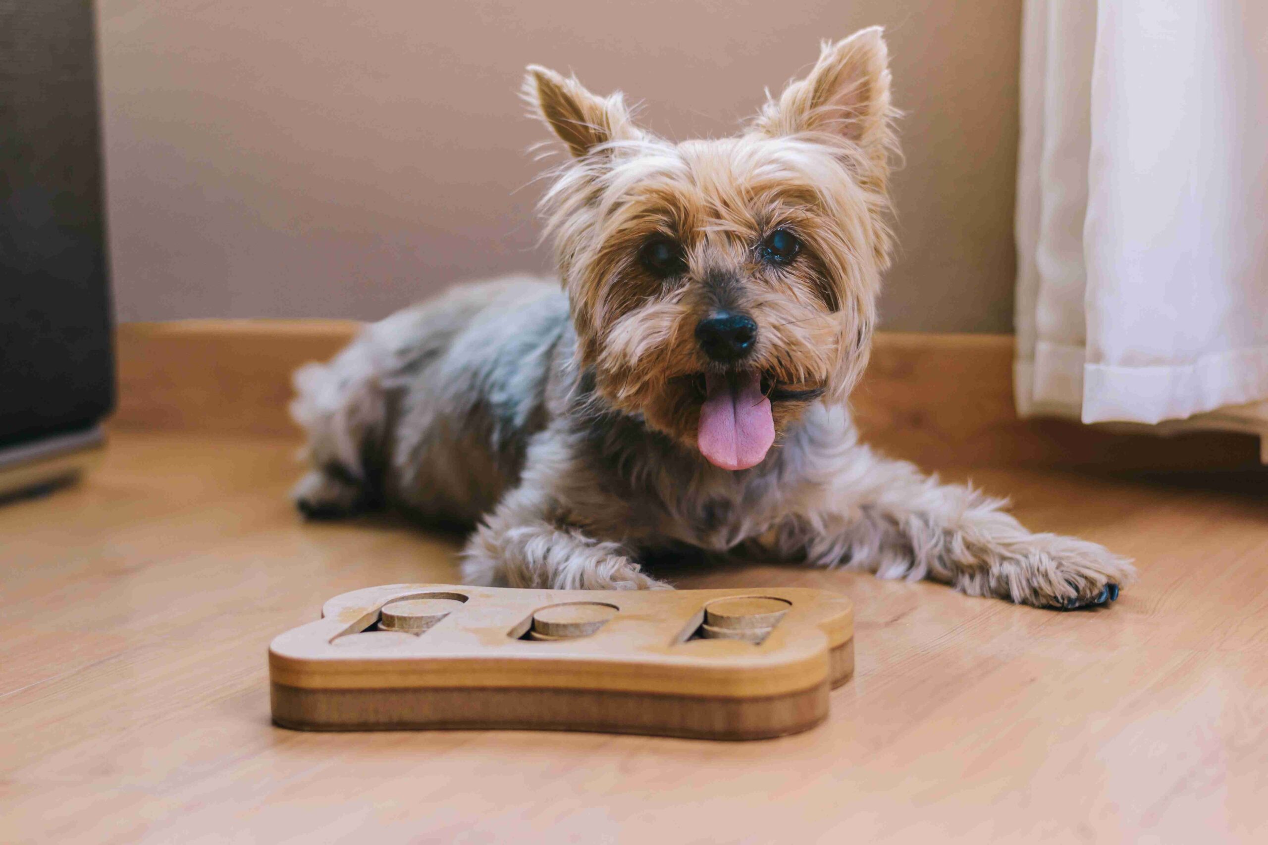 Cachorro brincando durante atividade de estímulo e interação