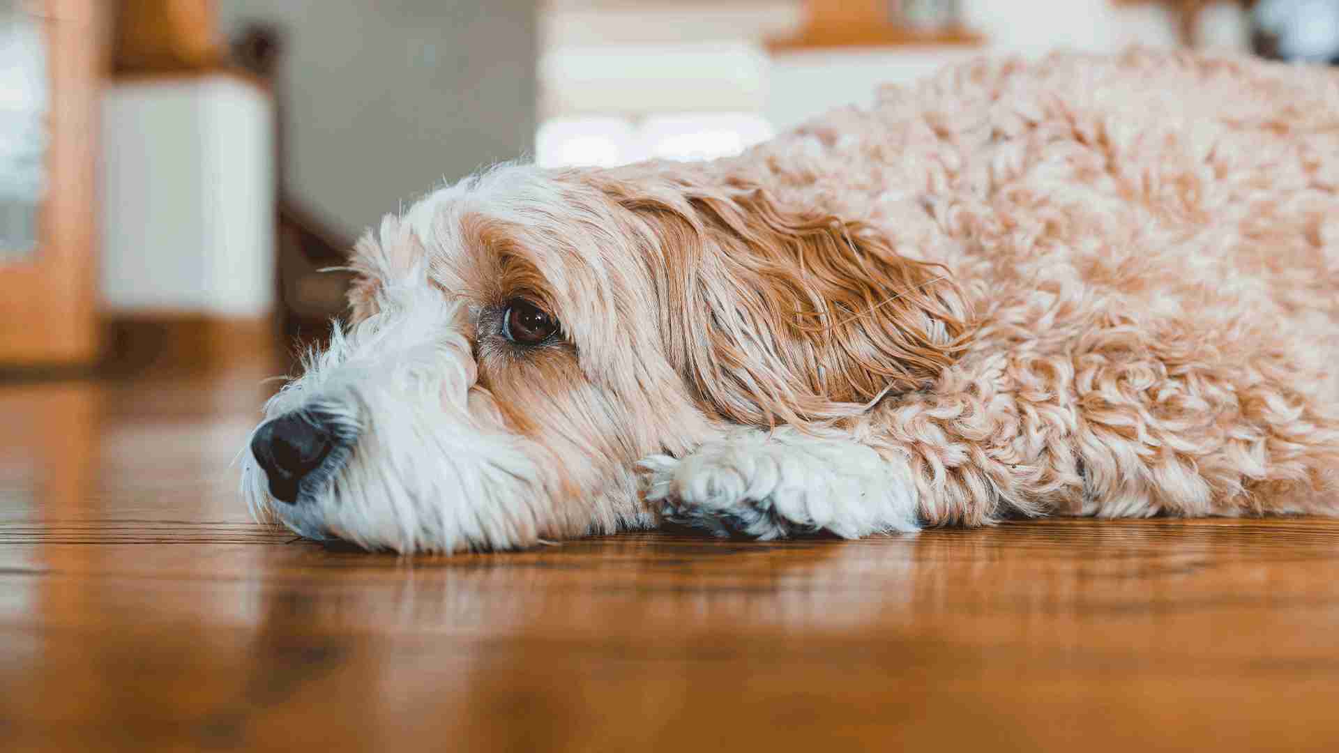 Cachorro em casa durante momento de pouca atividade