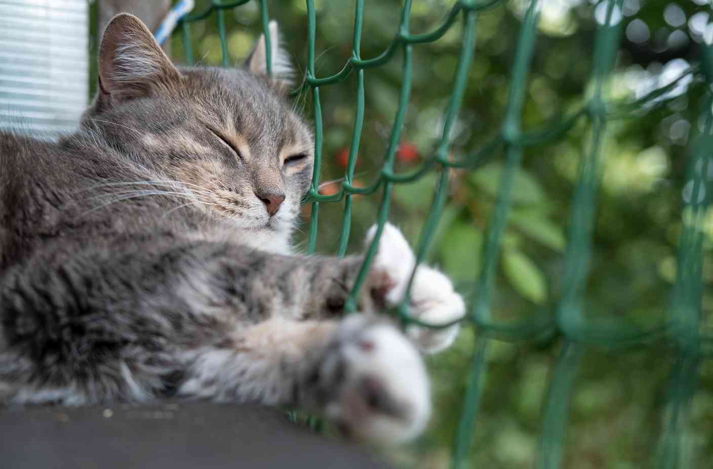 Gato descansando ao lado de uma rede de proteção instalada em apartamento