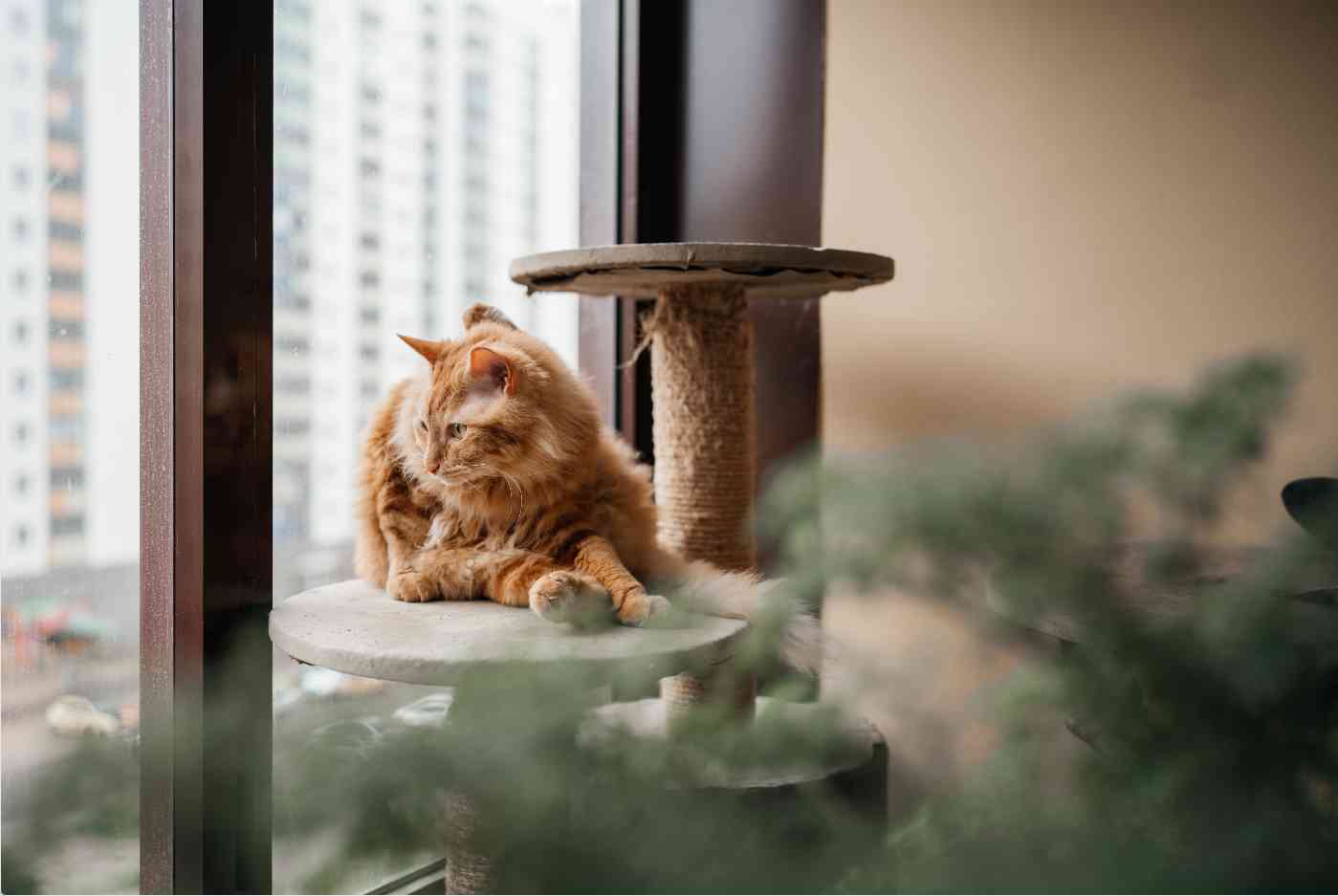 Gato em estrutura elevada ao lado da janela de um apartamento