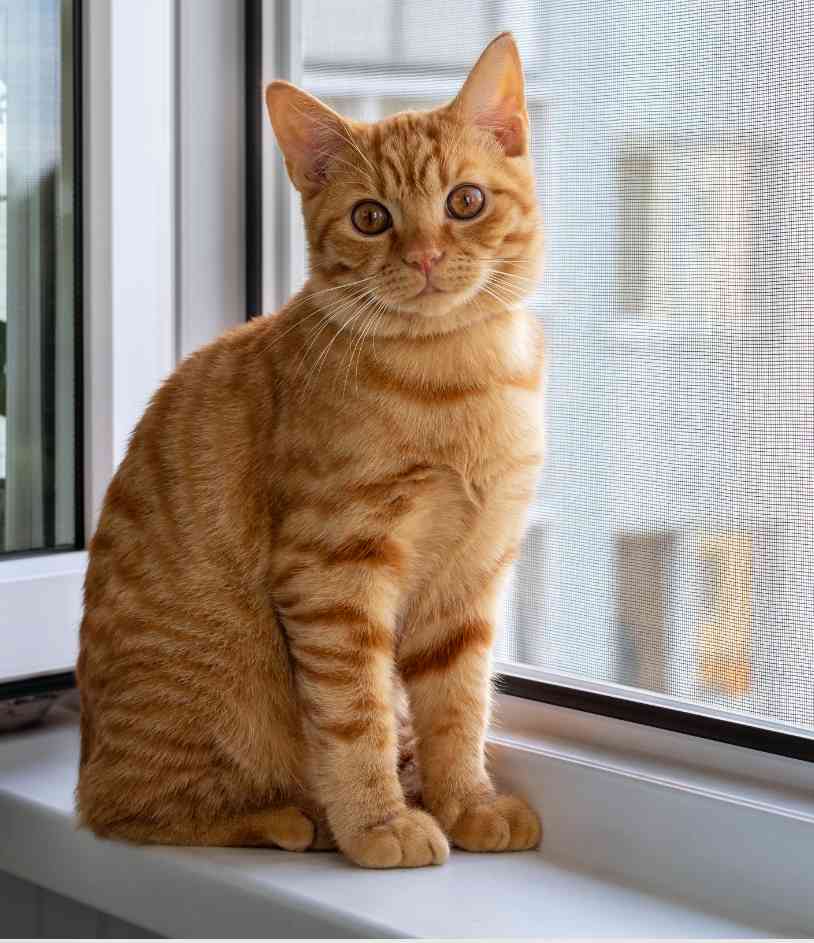 Gato observando o movimento pela janela de um apartamento