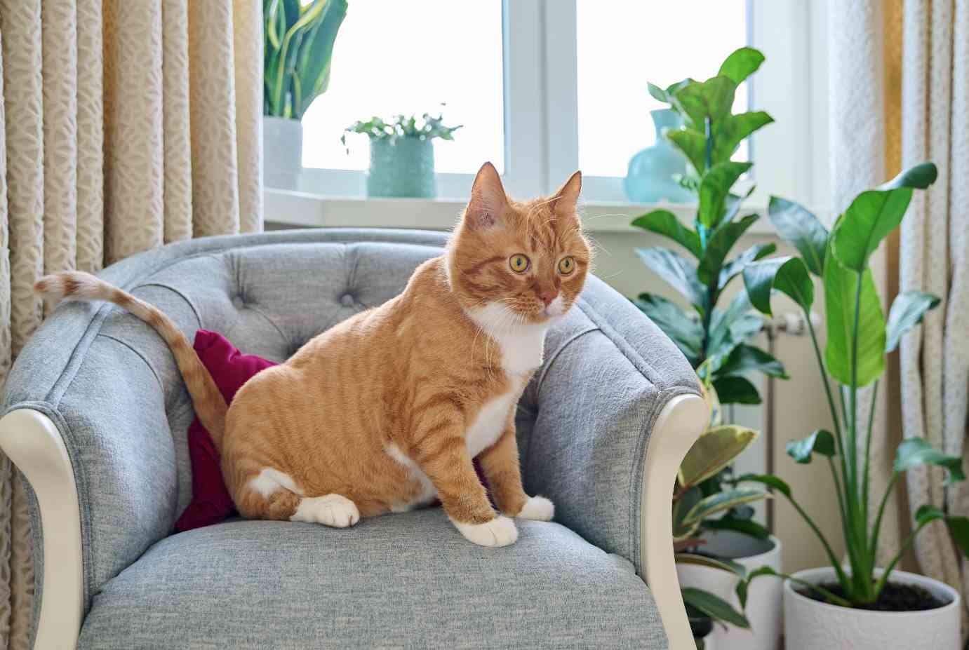 Gato descansando em uma poltrona dentro de um apartamento