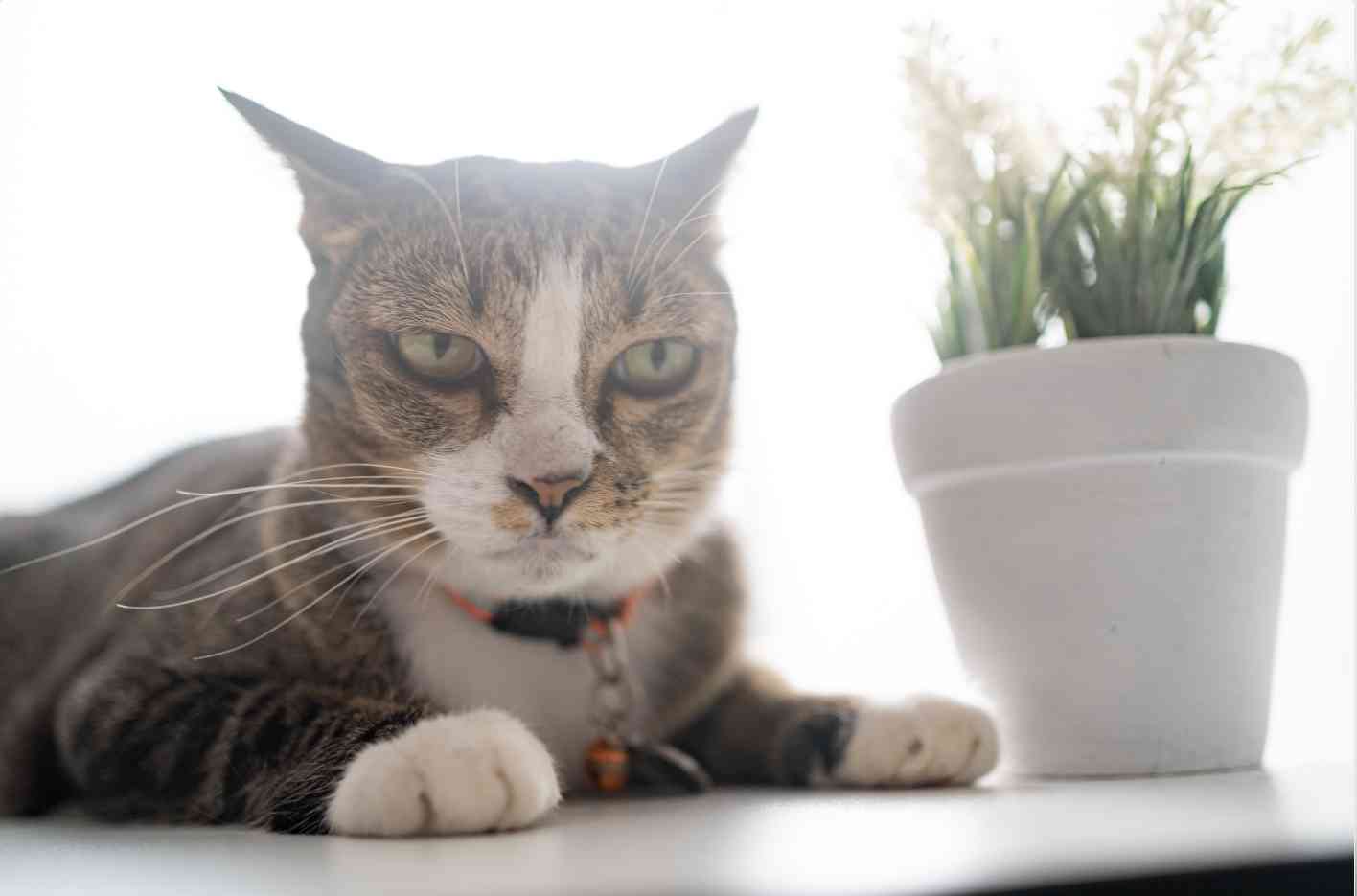 Gato com expressão de incômodo dentro de um apartamento