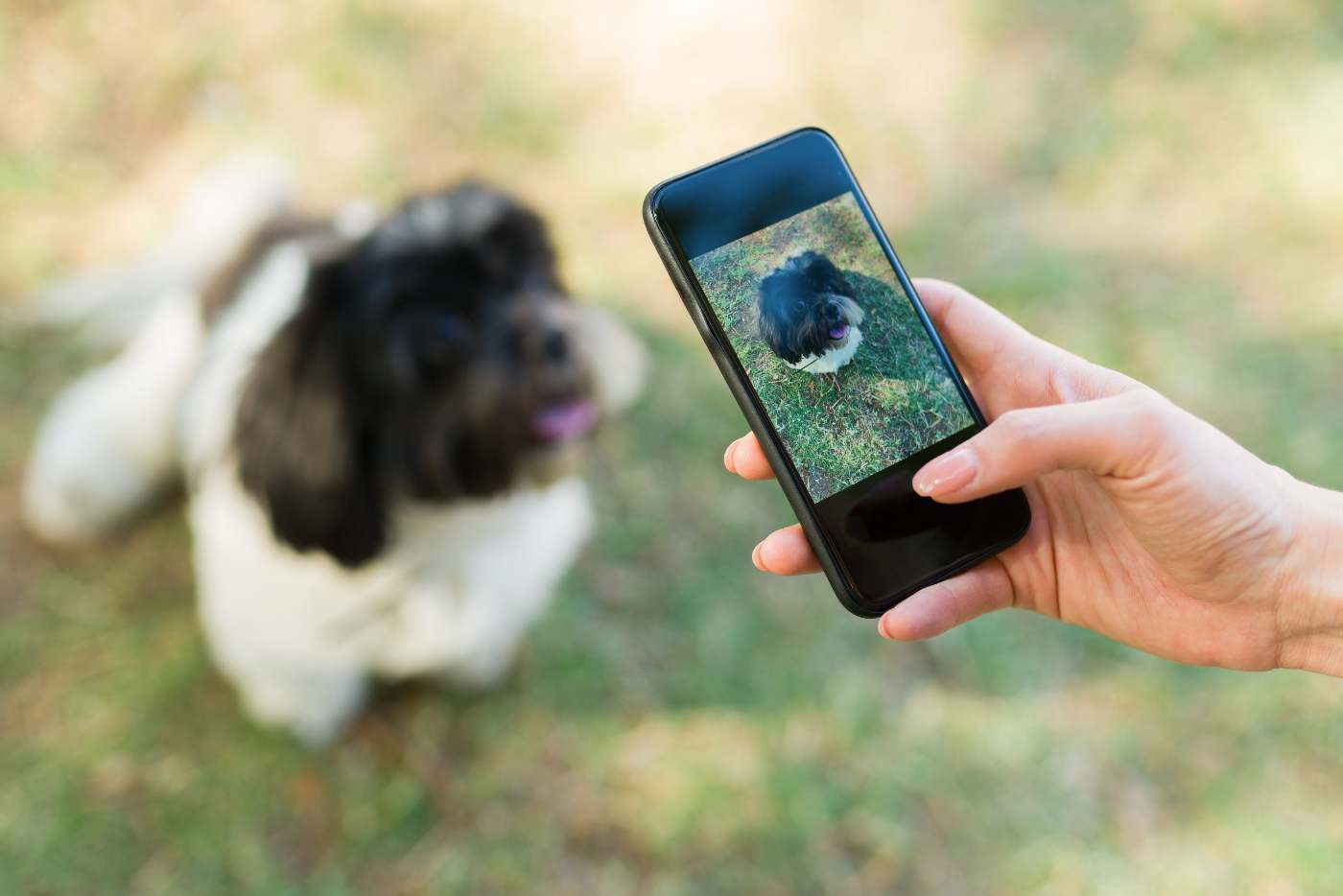 Cachorro sendo fotografado com celular para registrar imagem do pet