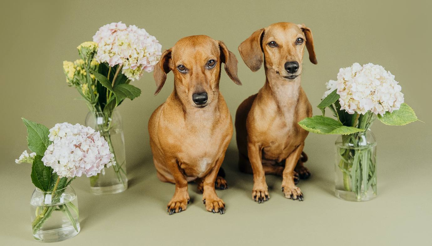 Dois cães fotografados em composição com flores