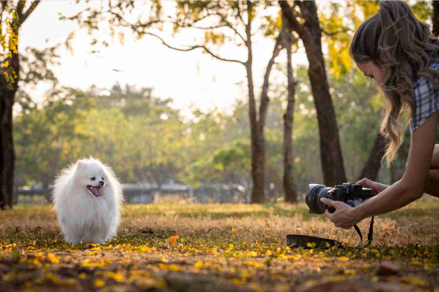 Pessoa fotografando cachorro para registrar a imagem do pet